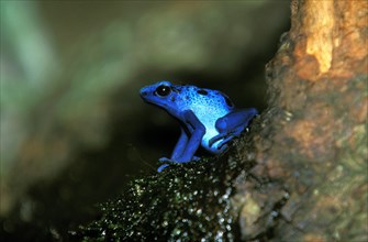 BLUE POISONER Dendrobates azureus