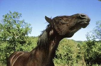 Merens horse in the French Pyrenees