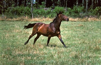 Selle Francais horse gallops through paddock