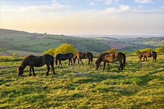 Herd of Exmoor ponies on Cothelstone Hill in the Quantock Hills
