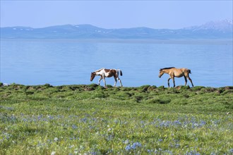 Horses walking on the lakeshore