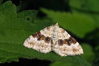 Black-banded leaf moth