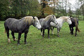 PERCHERON HORSES