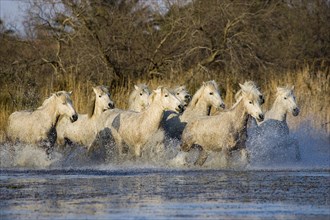 CAMARGUE HORSE