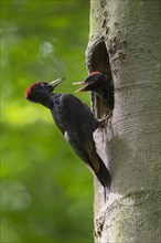 Black Woodpecker
