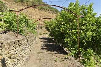 Way through vineyards