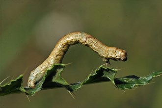 Heath moth