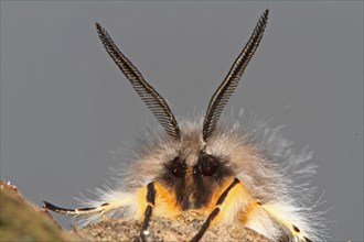 Moss rubber moth