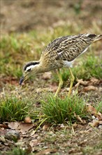 Double striped thick knee