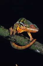 Jewelled Chameleon or Carpet Chameleon