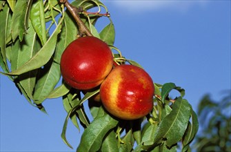 BRANCH WITH NECTARINE FRUIT