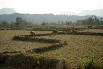 Rice fields with cows near Vang Vieng