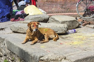 Dog with Holi Festival paintings