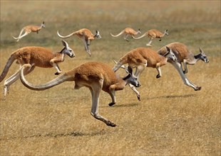 Red Kangaroo