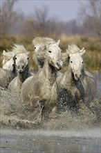 CAMARGUE HORSE