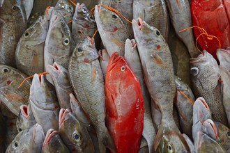 Freshly caught fish for sale