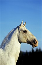Lipizzaner horse