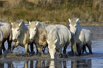 CAMARGUE HORSE