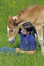 Boy With a Foal of Norman Cob