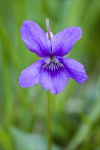 Flower of the Wood violet