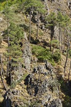 Pine