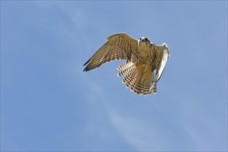 Saker falcon