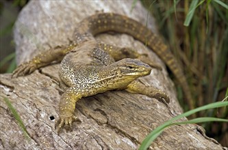 Gould's screen lizard