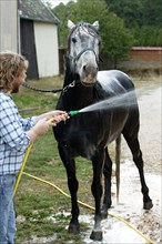 LUSITANO HORSE TAKING A SHOWER