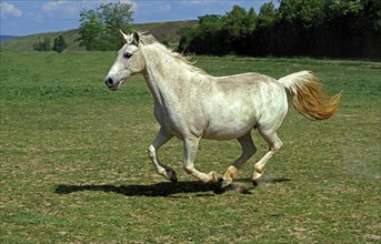 Lipizzaner horses