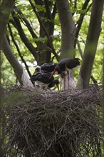 Black Stork