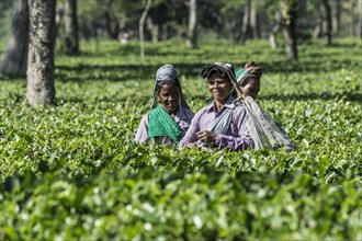 Indian woman picking tea leaves