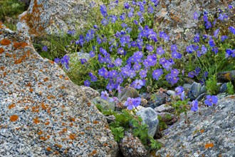 Geranium collinum growing among lichen-covered rocks