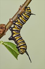 Caterpillar of the monarch butterfly