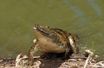 AUSTRALIAN WATER CROCODIL crocodylus johnstoni