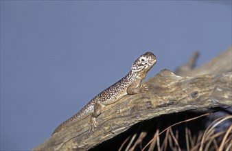 HOSMER'S SKINK egernia hosmeri