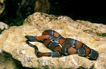 Grey-banded king snake