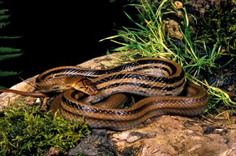 Copperhead rat snake