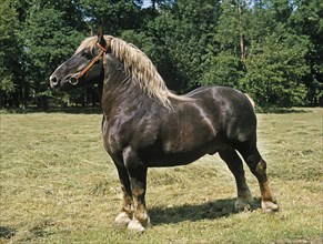 Percheron stallion
