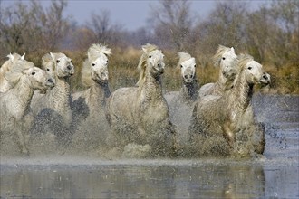 CAMARGUE HORSE