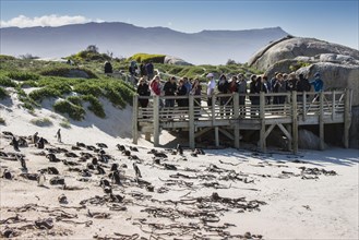 Tourists on the boardwalk behind a penguin colony