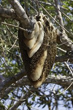 Swarm of wild bees hanging from a branch