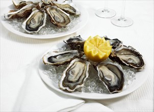Plate of French Marennes d'Oleron oysters