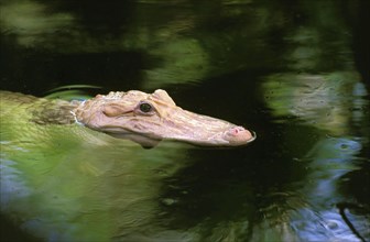AMERICAN ALLIGATOR alligator mississipiensis