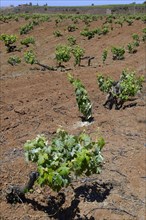 Old vines in the Orotava Valley