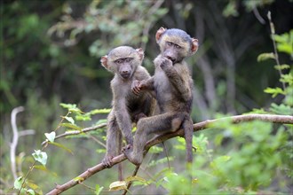 Young olive baboons