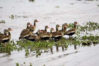 Red-billed Whistling Duck