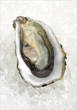 French oyster