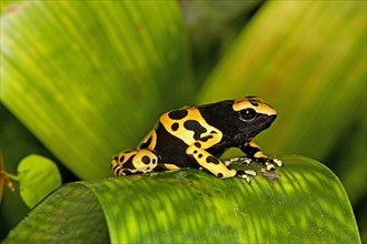 Yellow-banded pisson frog