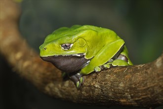 Giant monkey frog or Giant Leaf Frog