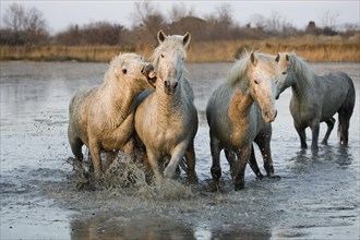 Camargue horses